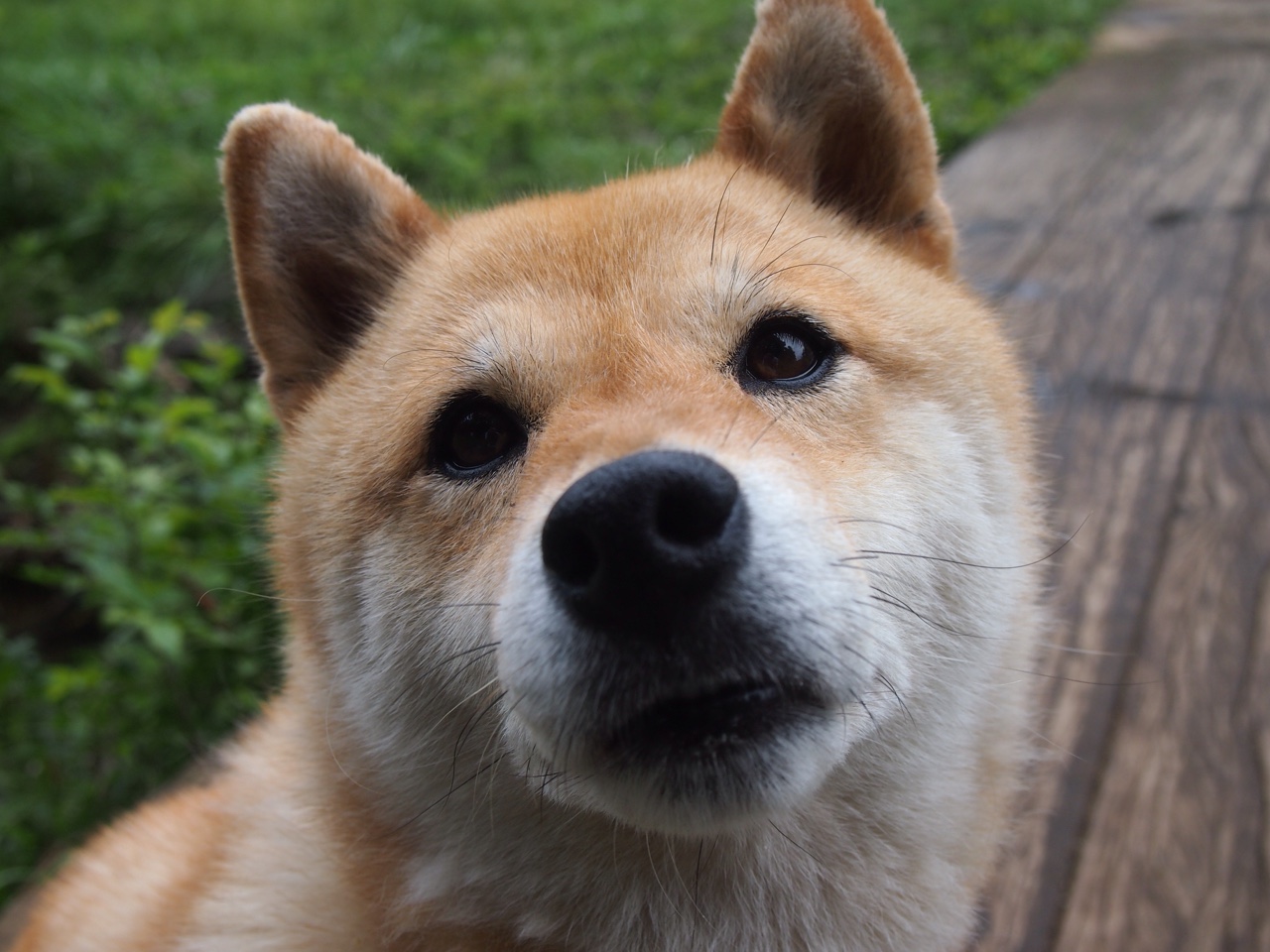 唯一一波，拜仁狂扫塞维利亚，努涅斯化身关键先生